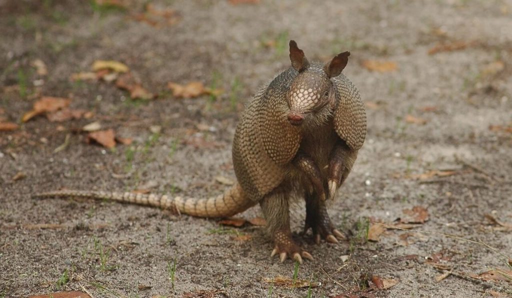 Things You Didn’t Know About Armadillos