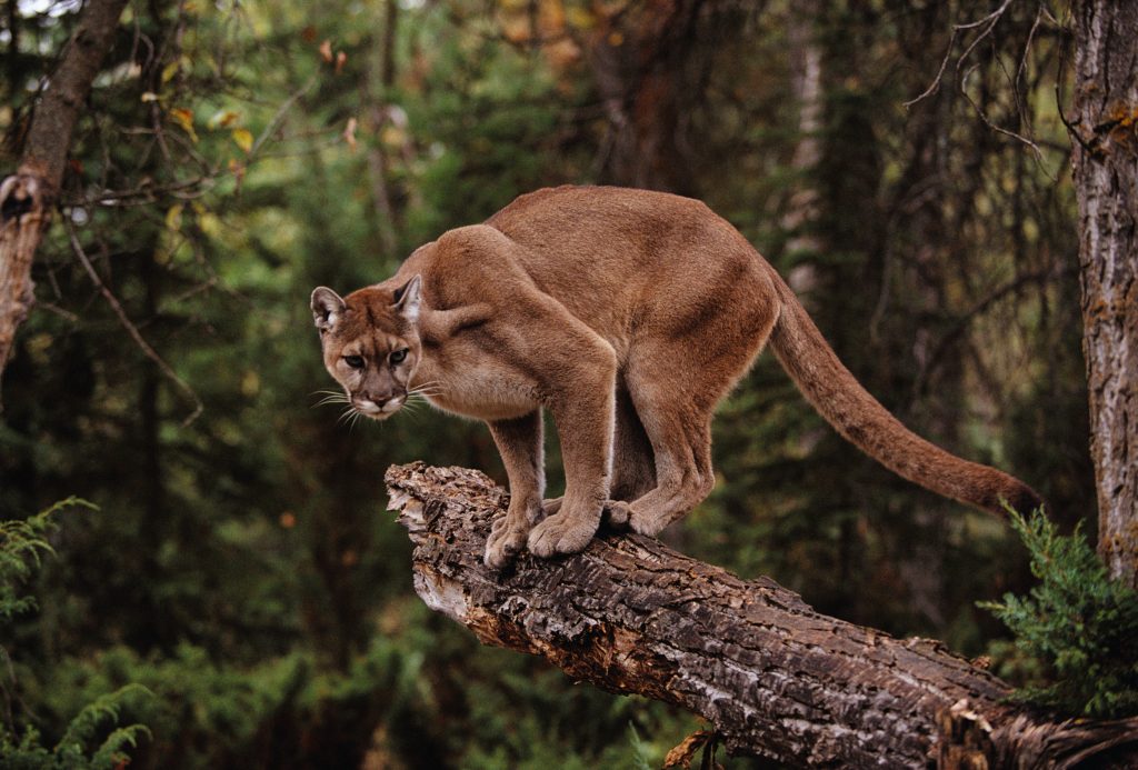 6 Things You Probably Didn’t Know About Wild Cats