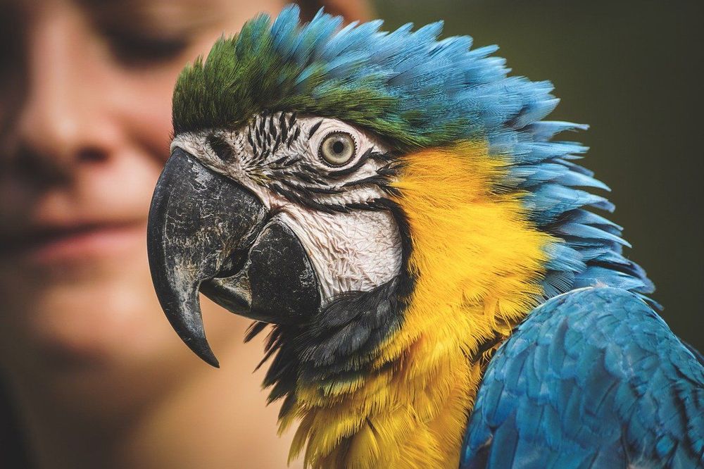 Smartest Parrots You Can Own As A Pet