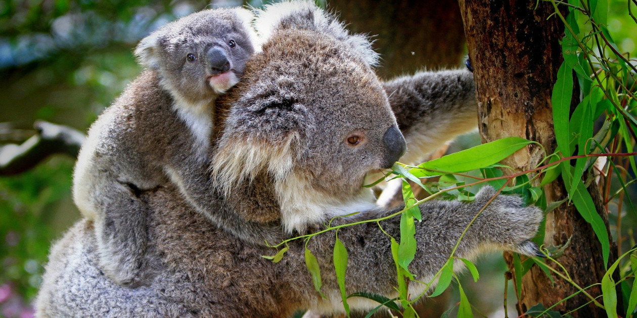 We Present You The Cutest Australian Animals