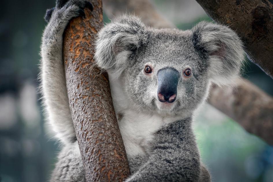 Interesting Facts About Koala Bears