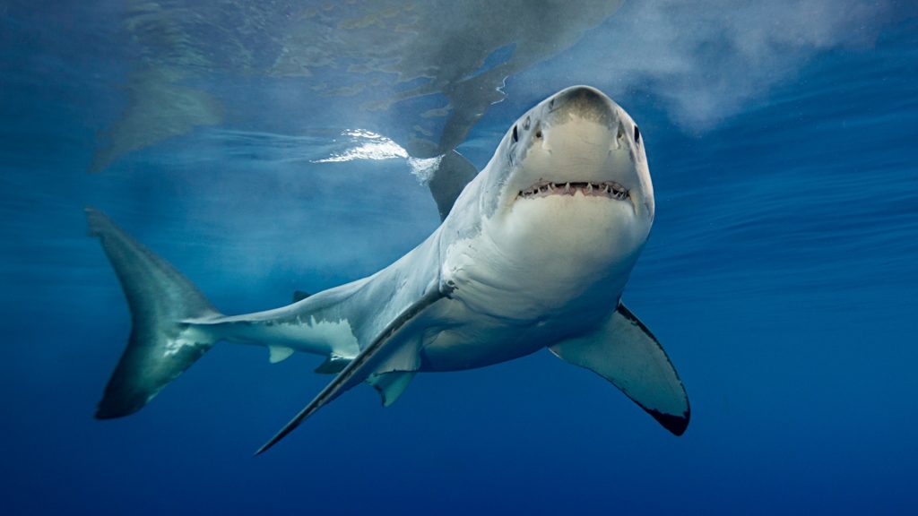 Most Fascinating Things About Sharks