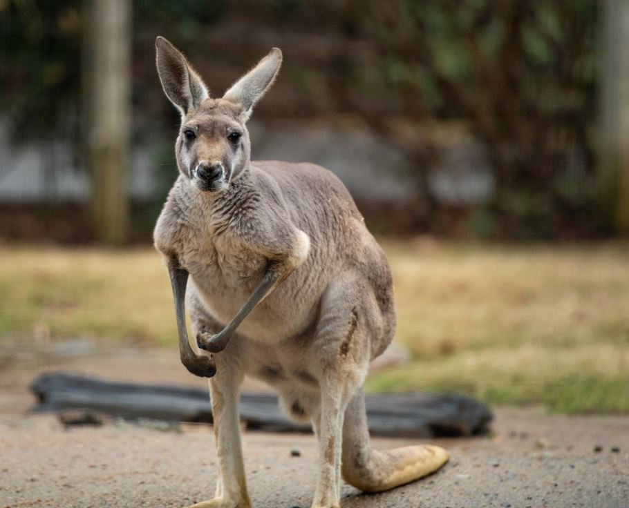 Fascinating Facts About Kangaroos