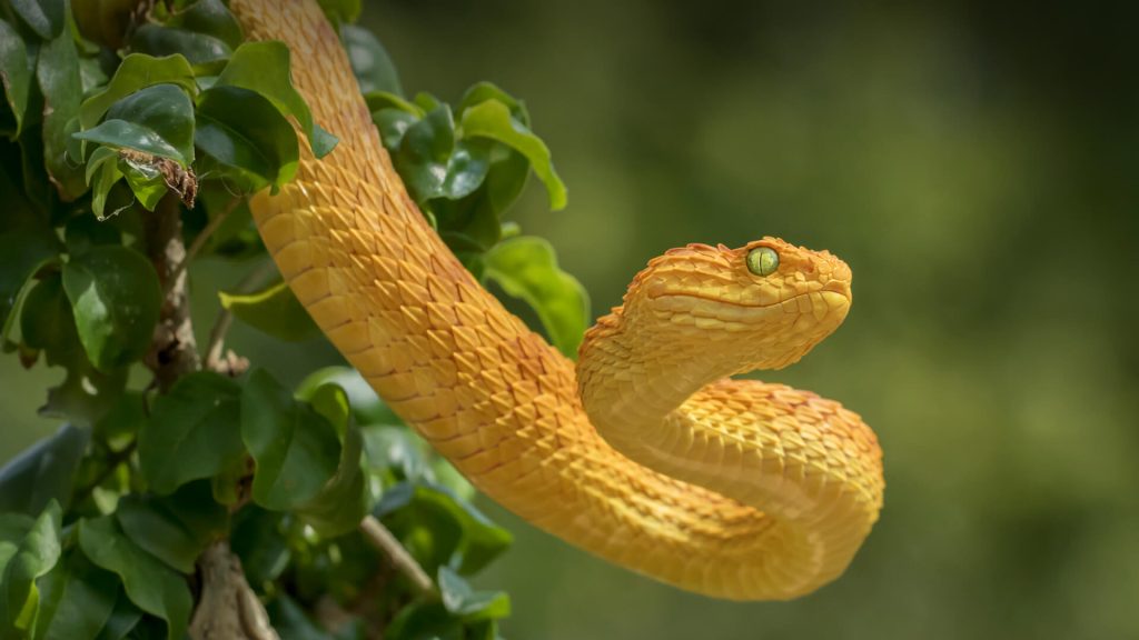 Amazing Facts About Snakes
