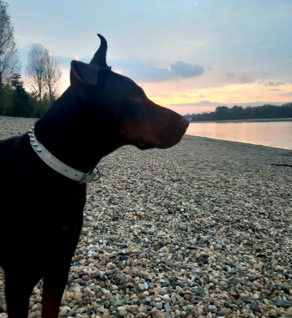 Tips And Tricks – How To Train Your Dobermans!