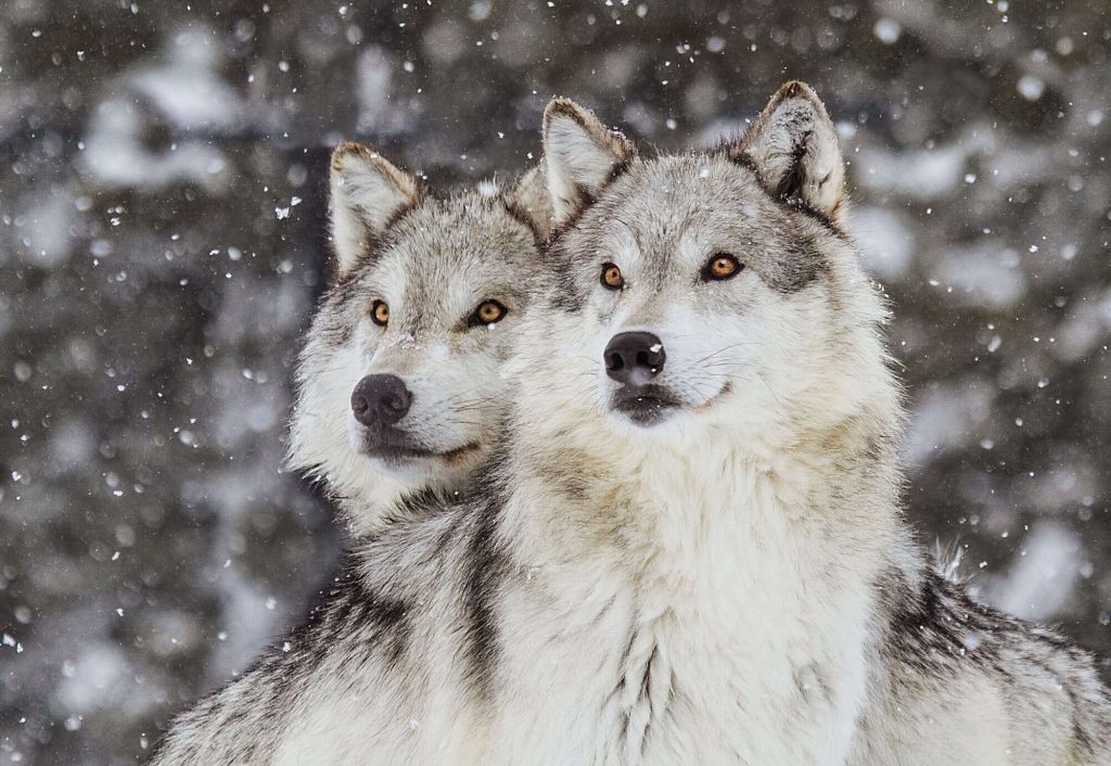 Fascinating Things About Wolves