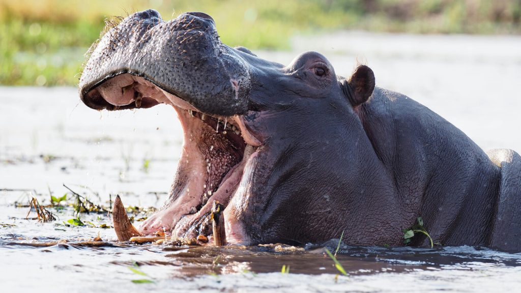 Fascinating Facts About Hippos