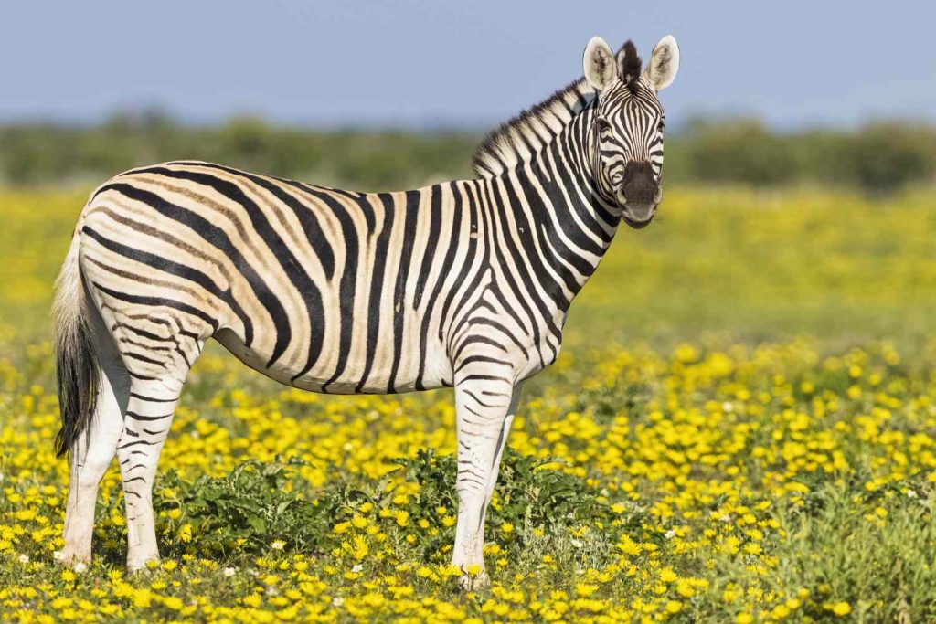 Amazing Facts About Zebras