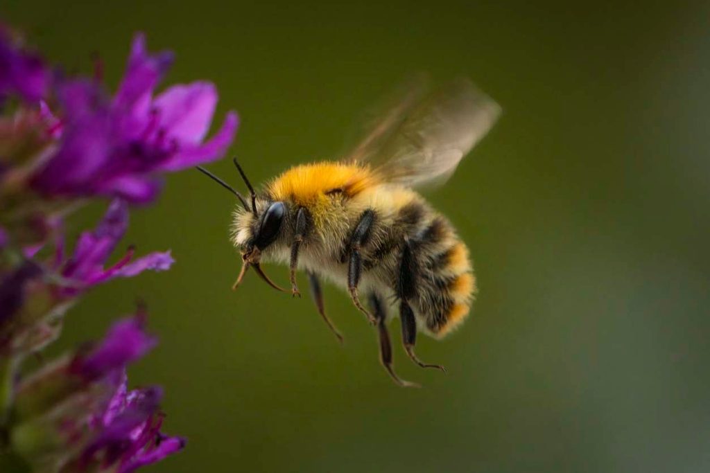 Bees – The Most Important Insects On The Planet