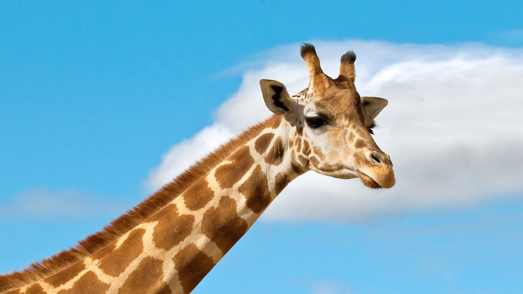 Everything About Giraffes