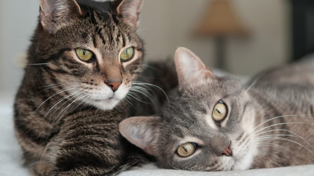 Everything You Should Know About Cats