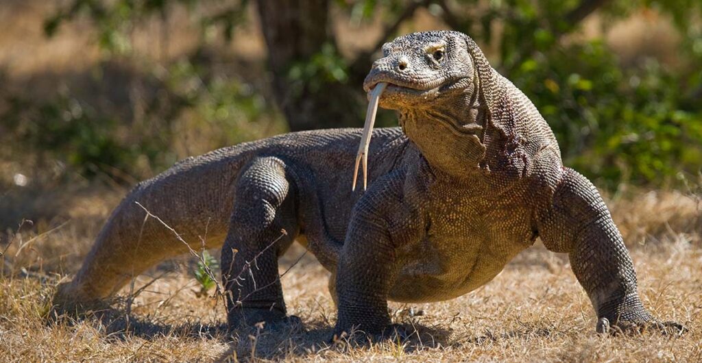 The fierce reptile: Komodo Dragon
