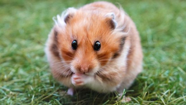 How to Care for Your Pet Hamster: A Comprehensive Guide to Providing a Safe and Healthy Home for Your Small Furry Friend