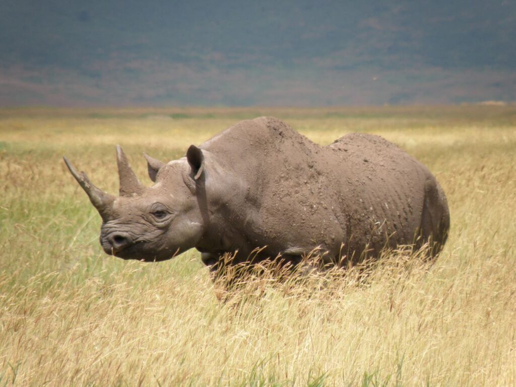 The Majestic Rhinoceros – Guardians of the Savanna