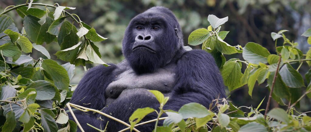 Guardians of the Rainforest: Understanding the Crucial Role of Gorillas in Ecosystem Conservation
