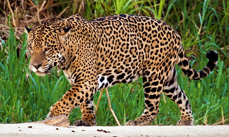 Sleek and Stealthy: Unveiling the World of Jaguars