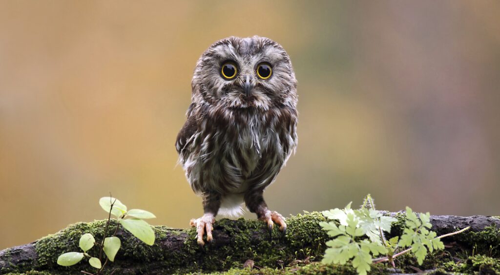 Owls – The Majestic Creatures of the Night