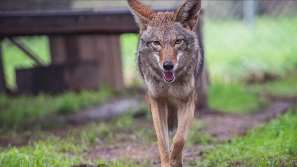 The Versatile Coyote: Master of Adaptation and Survival