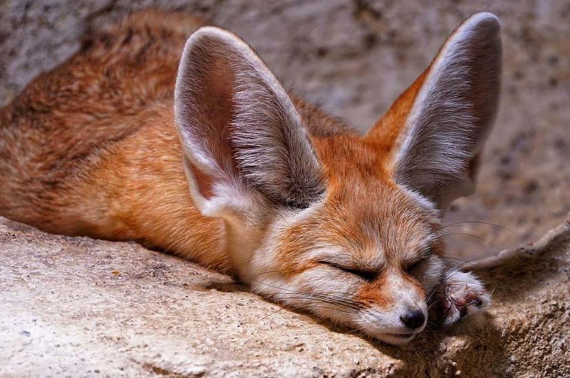 Whispers of the Desert: Unveiling the Enigmatic World of the Fennec Fox