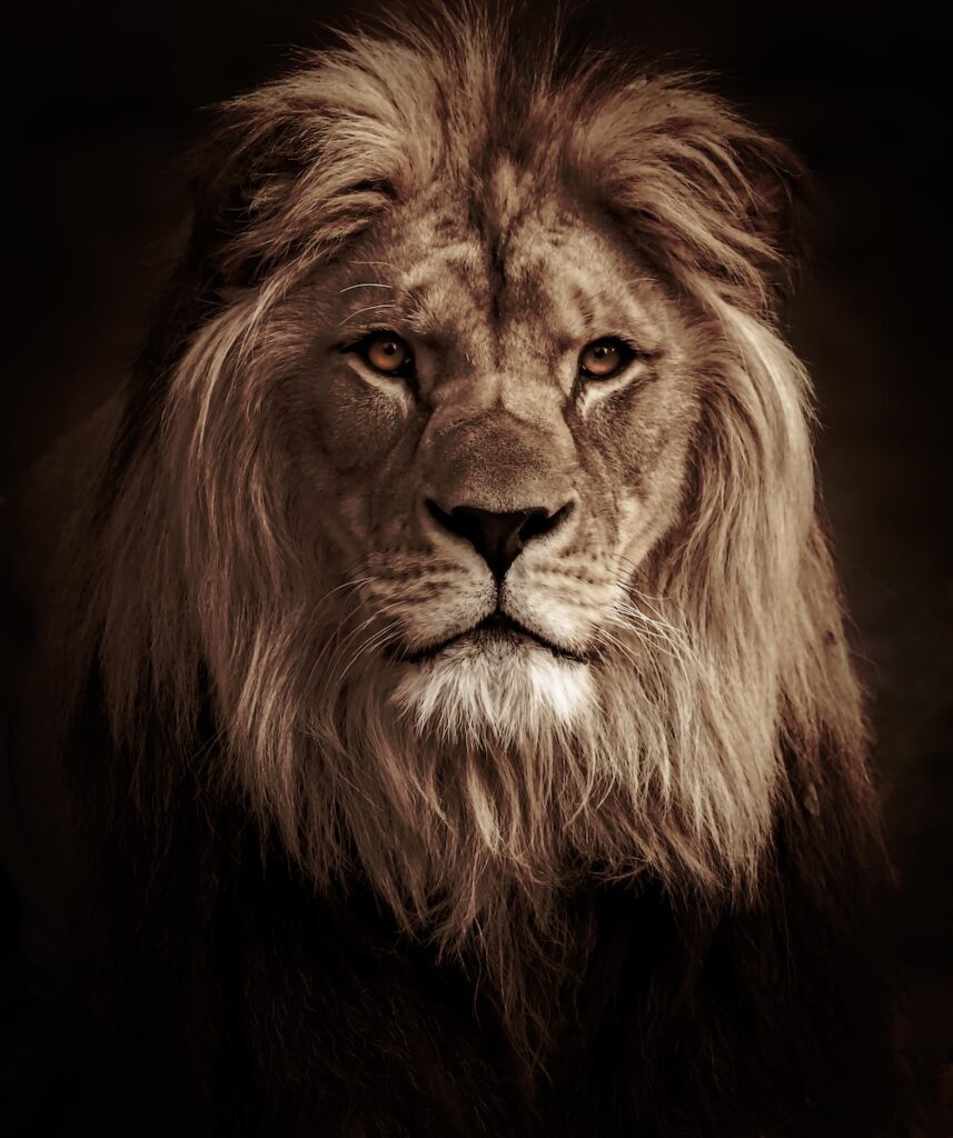 The King OF Animals The Lion