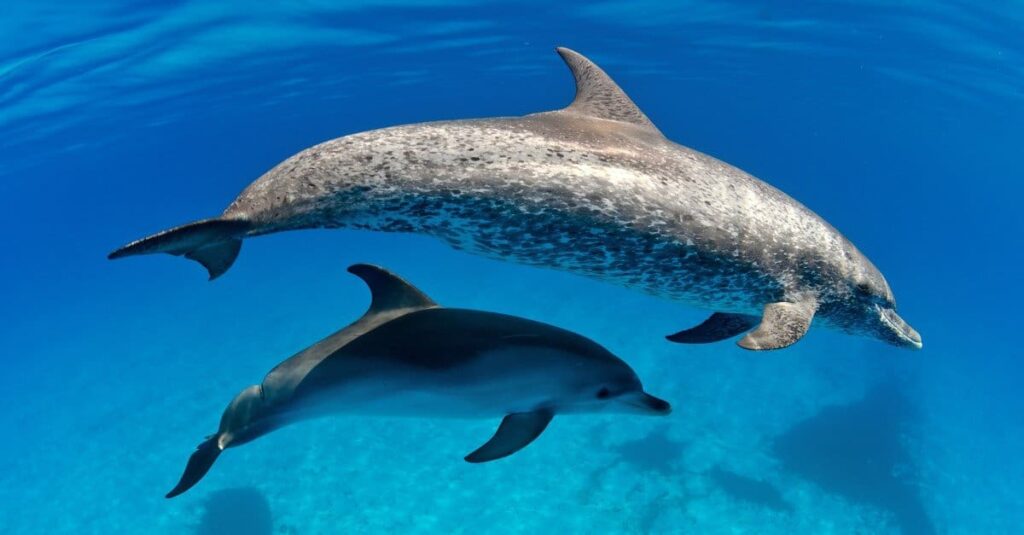 Dolphin Intelligence: How These Marine Mammals Showcase Remarkable Cognitive Abilities