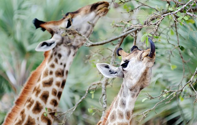 Why Giraffes Are So Special And Beautiful, Everything You Need To Know About Them